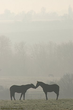 Love in the mist! - click here to return to the thumbnails