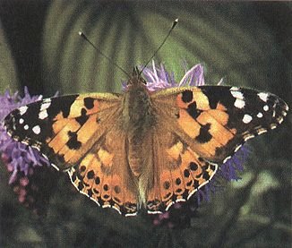 The painted lady butterfly, which now visits Kettlebaston churchyard.